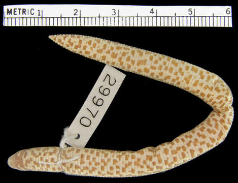 Image of Trogonophis wiegmanni elegans (Gervais 1835)