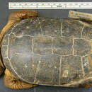 Image of Williams’ African Mud Turtle