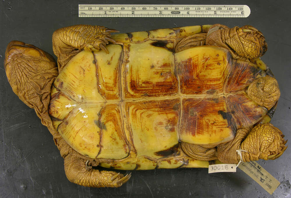 Image of Williams’ African Mud Turtle