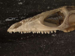Image of Psammophylax variabilis Günther 1893
