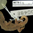 Image of Lygodactylus scheffleri compositus Pasteur 1964