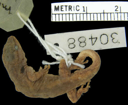 Image of Lygodactylus scheffleri compositus Pasteur 1964