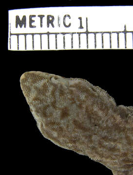 Image of Mann's Dwarf Gecko