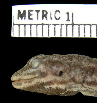 Image of Mann's Dwarf Gecko