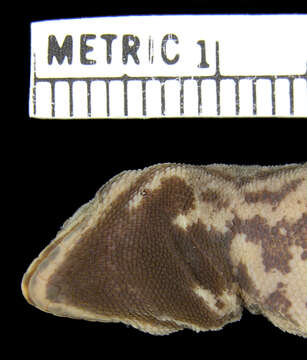 Image of Mann's Dwarf Gecko