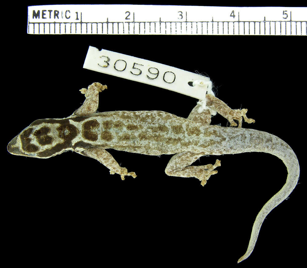 Lygodactylus mombasicus Loveridge 1935的圖片