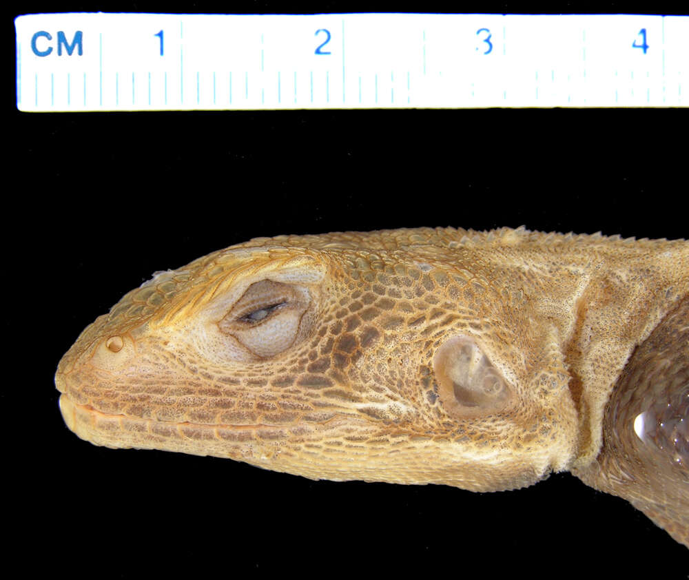 Image of Agama turuensis Loveridge 1932