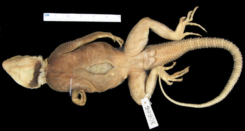 Imagem de Agama turuensis Loveridge 1932