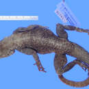 صورة Agama lionotus ufipae Loveridge 1932