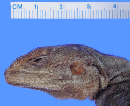 Image of Agama lionotus ufipae Loveridge 1932