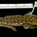 Image of Ukinga Girdled Lizard