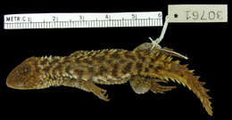 Image of Ukinga Girdled Lizard