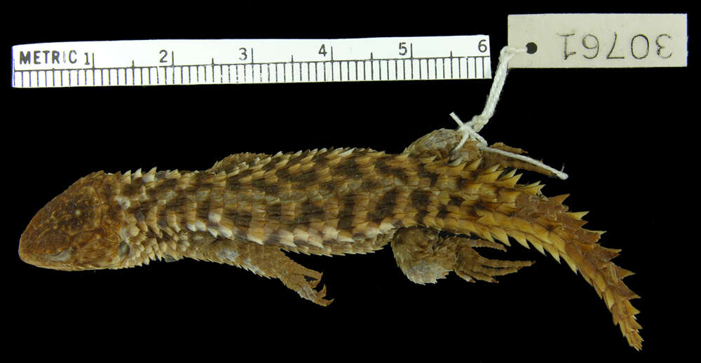 Image of Ukinga Girdled Lizard