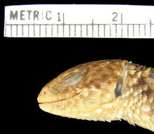 Image of Ukinga Girdled Lizard