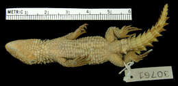 Image of Ukinga Girdled Lizard