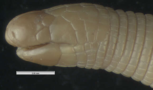 Image of Mpwapwa Worm Lizard