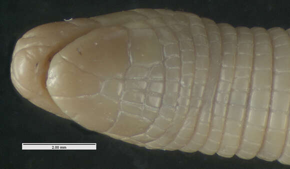 Image of Mpwapwa Worm Lizard