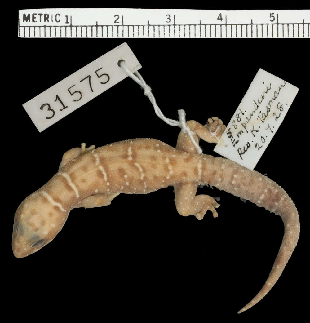 Слика од Pachydactylus tigrinus Van Dam 1921