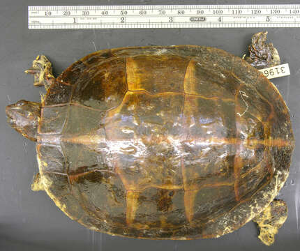 Image of Southern painted turtle