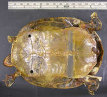 Image of Southern painted turtle