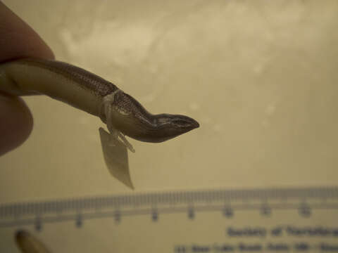 Image of California legless lizard