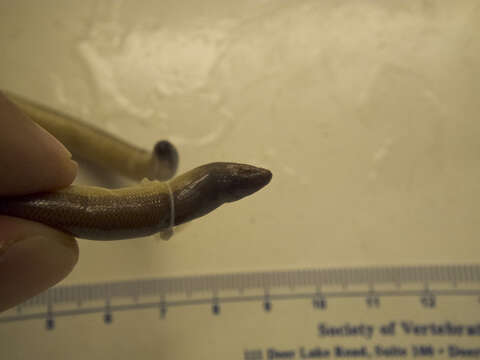 Image of California legless lizard