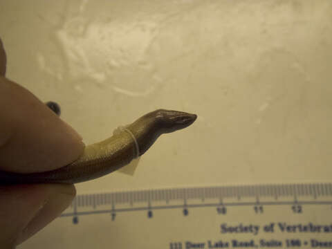 Image of California legless lizard