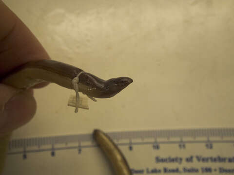 Image of California legless lizard