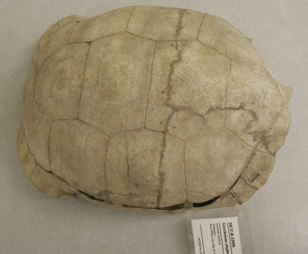 Image of Abingdon Island Giant Tortoise