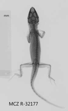 Image of Intermediate Anole