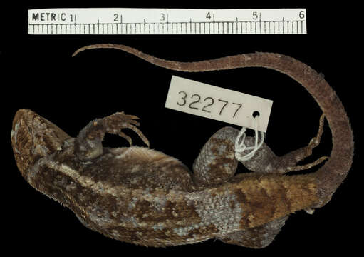 Image of Sceloporus variabilis olloporus Smith 1937