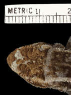 Image of Sceloporus variabilis olloporus Smith 1937
