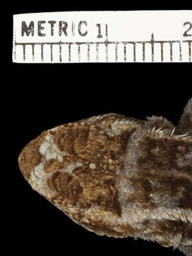 Image of Sceloporus variabilis olloporus Smith 1937