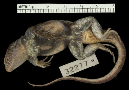 Image of Sceloporus variabilis olloporus Smith 1937