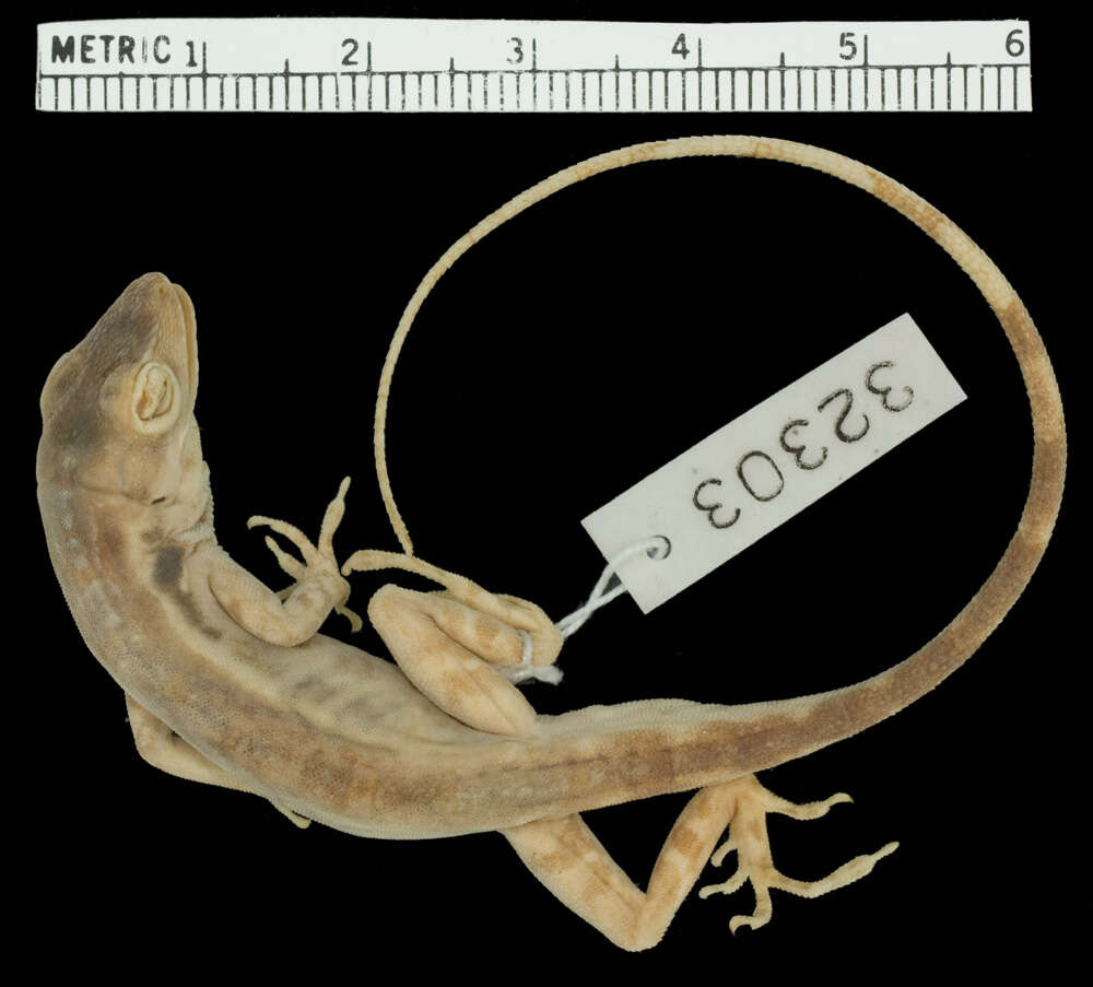 Image of Blemished Anole