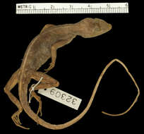 Слика од Anolis scypheus Cope 1864