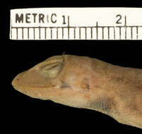 Слика од Anolis scypheus Cope 1864