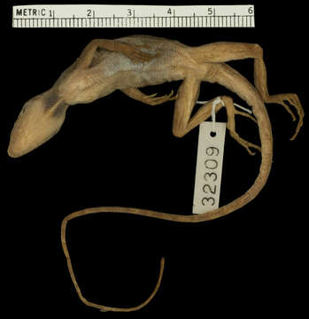 Image of Anolis scypheus Cope 1864