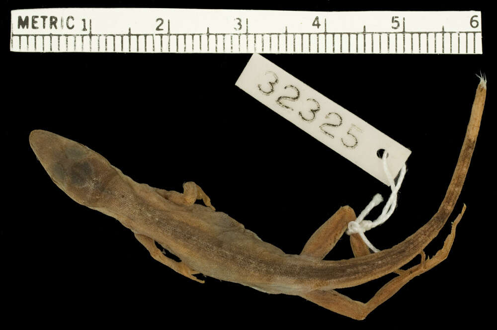 Image of Anolis unilobatus Köhler & Vesely 2010