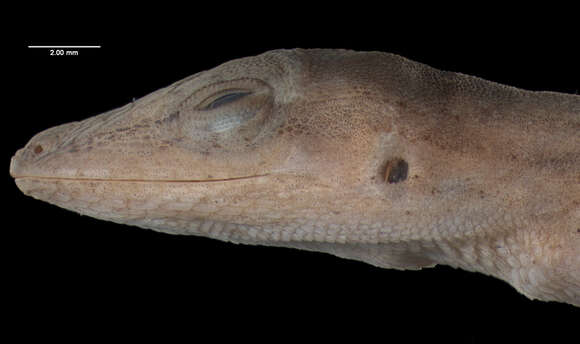 Image of Anolis unilobatus Köhler & Vesely 2010