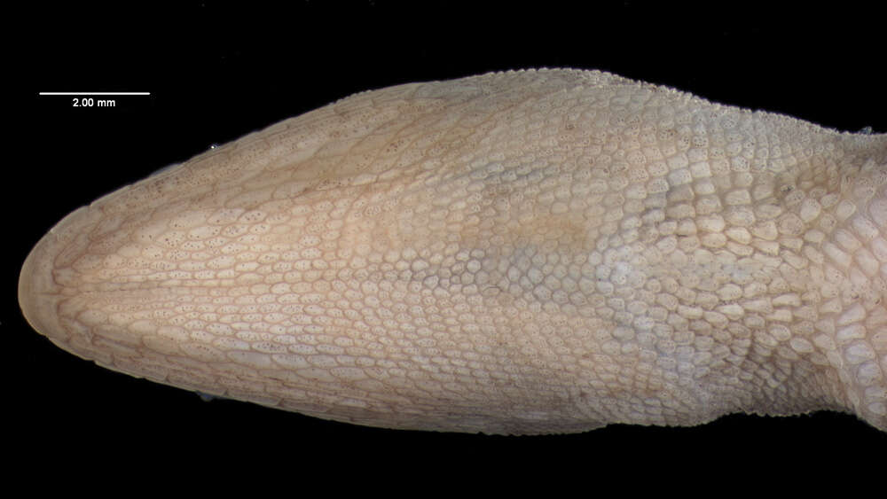 Image of Anolis unilobatus Köhler & Vesely 2010