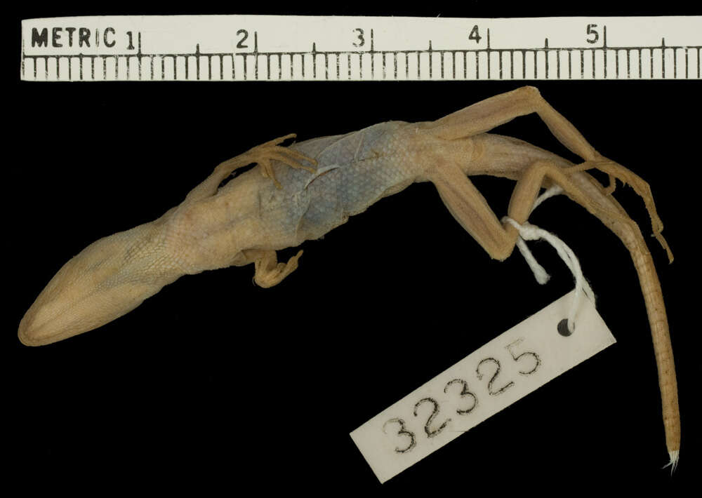 Image of Anolis unilobatus Köhler & Vesely 2010