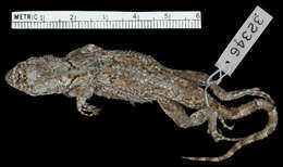 Image of Dorsalkeel Spiny Lizard