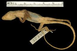 Image of Mouse Anole