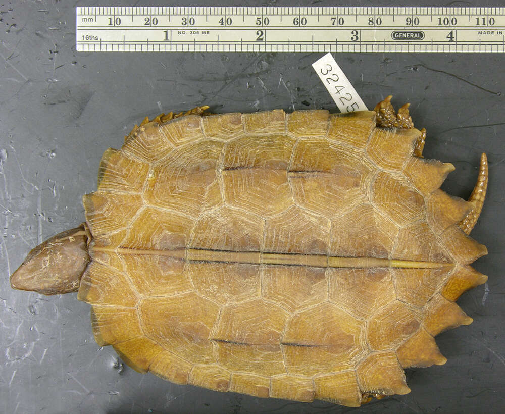 Image of Black-breasted leaf turtle