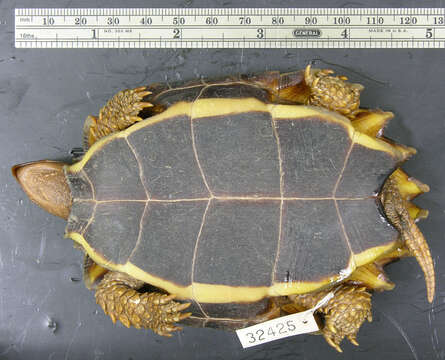 Image of Black-breasted leaf turtle