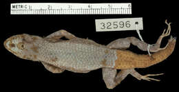 Image of Nelson's Spiny Lizard