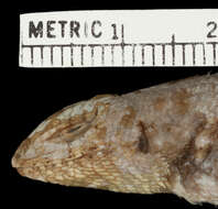 Image of Nelson's Spiny Lizard