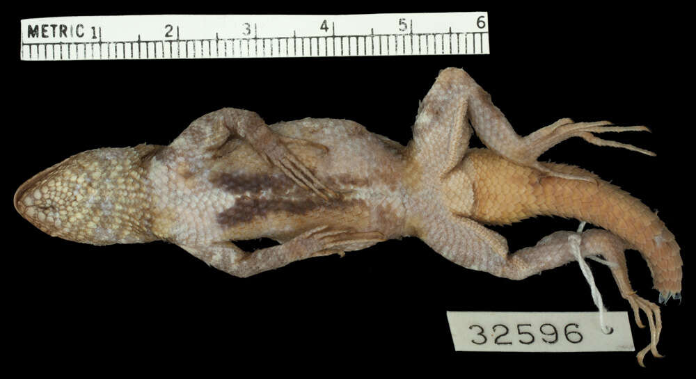 Image of Nelson's Spiny Lizard