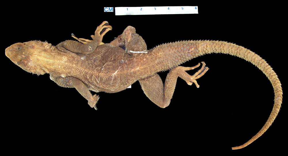 صورة Agama lionotus elgonis Lönnberg 1922